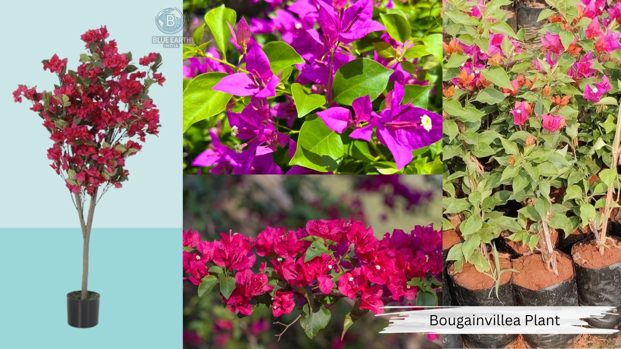 Bouganvellia Flower Plant