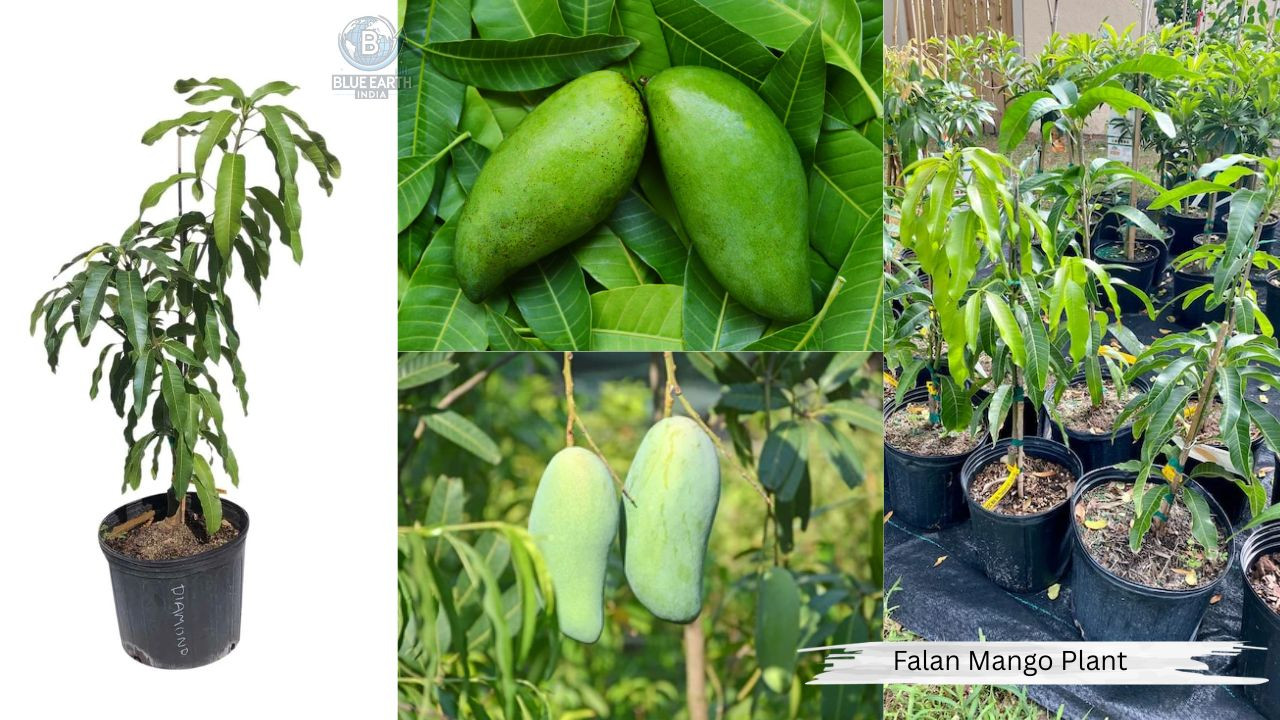 Falan Mango Plant