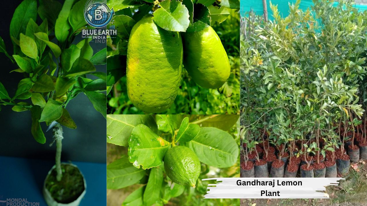 Gandharaj Lemon Plant