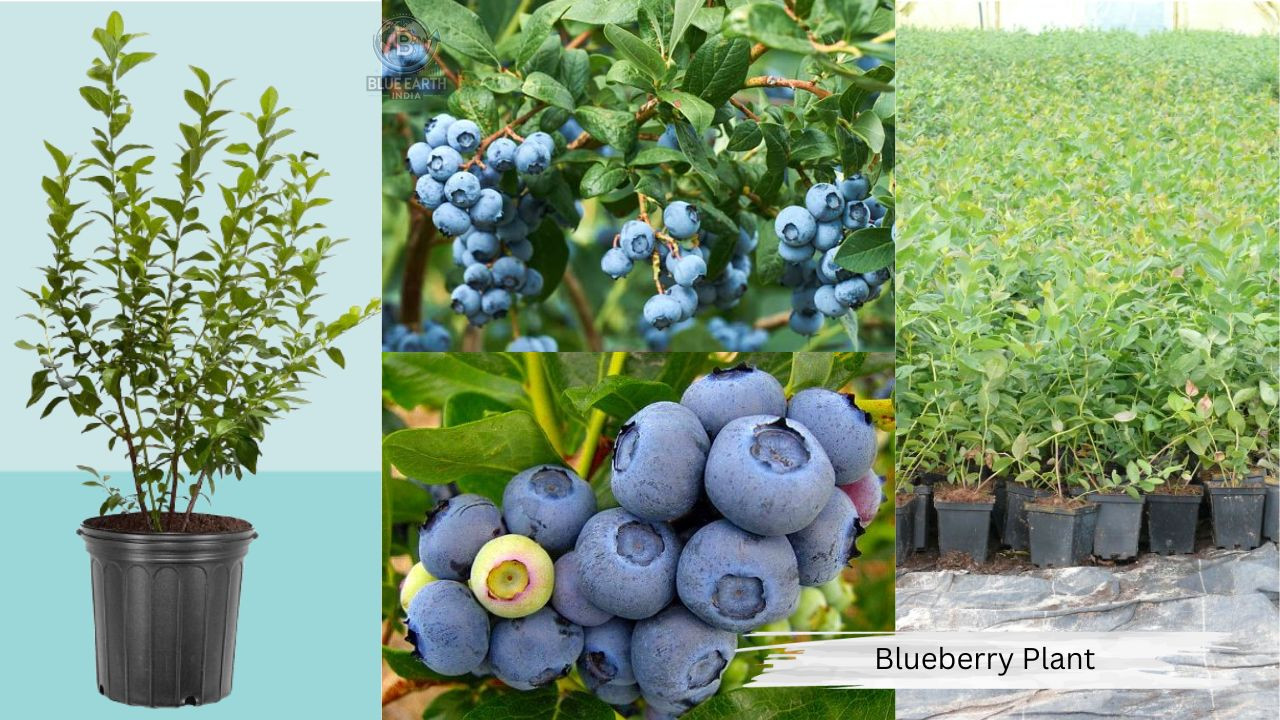 Blueberry Plant