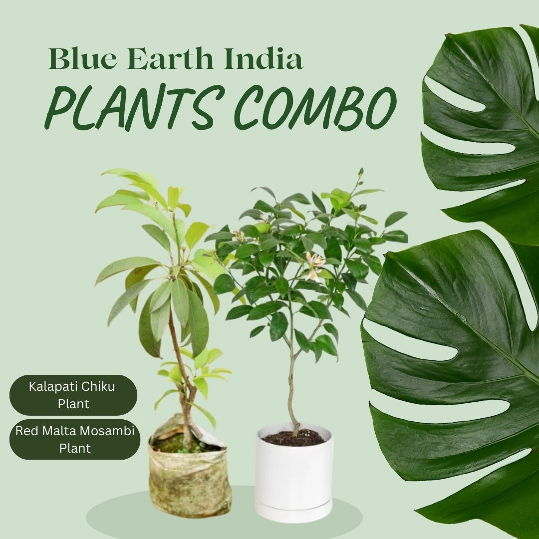 Combio Pack 0224