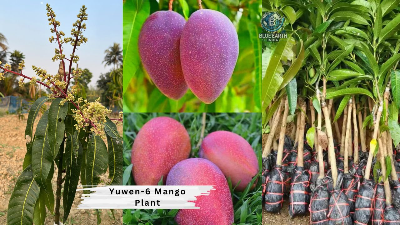 Yuwen-6 Mango Plant