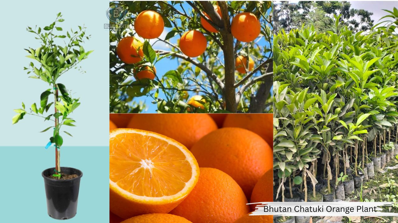 Bhutan Chatuki Orange Plant