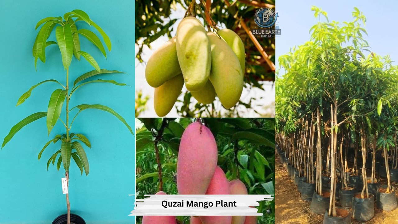 Quzai Mango Plant