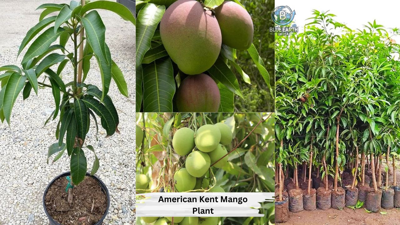 American Kent Mango Plant