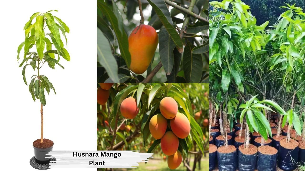 Husnara Mango Plant