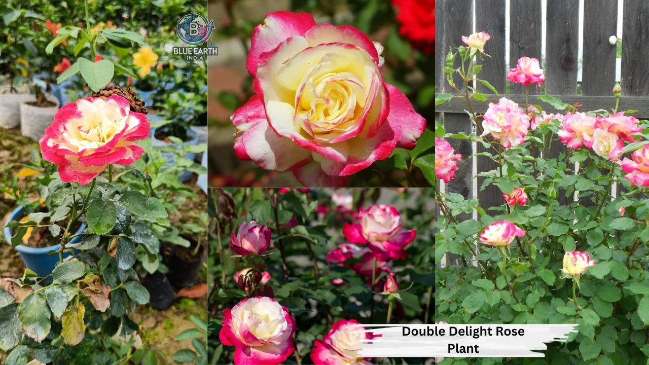 Double Delight Rose Plant