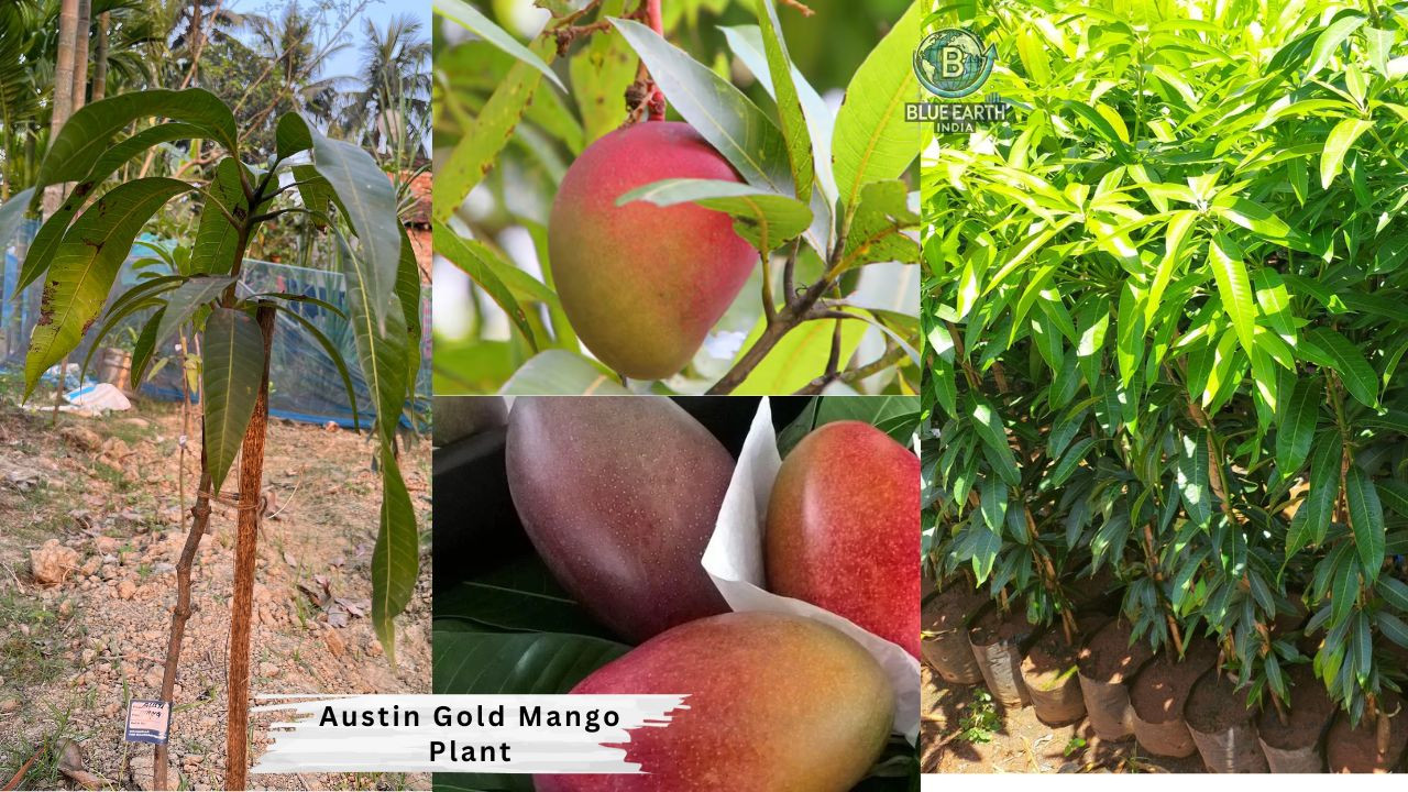 Austin Gold Mango Plant
