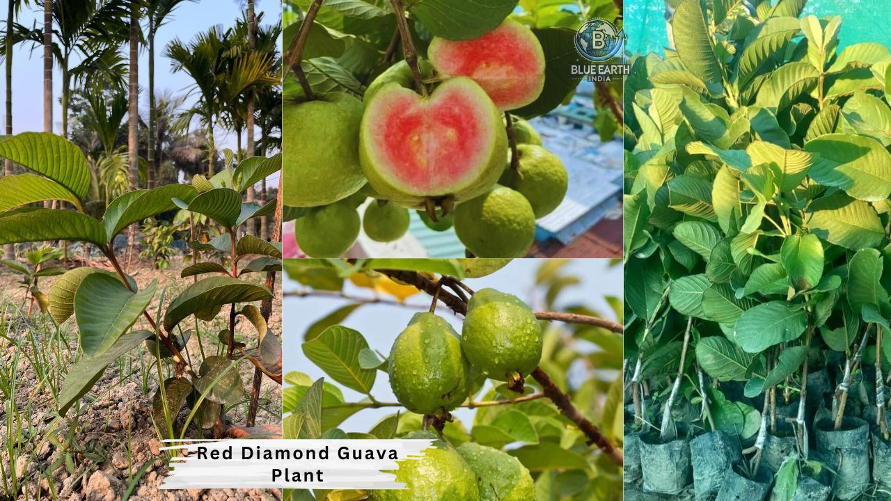 Red Diamond Guava Plant
