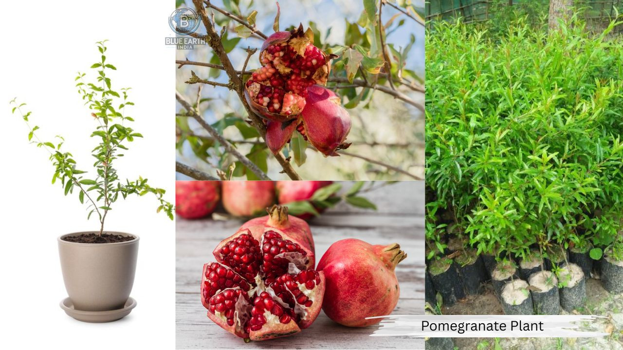 Pomegranate Plant