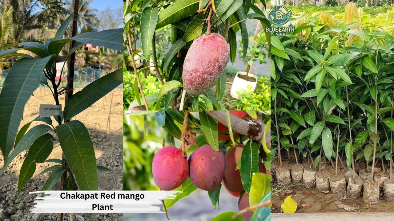 Chakapat Red Mango Plant