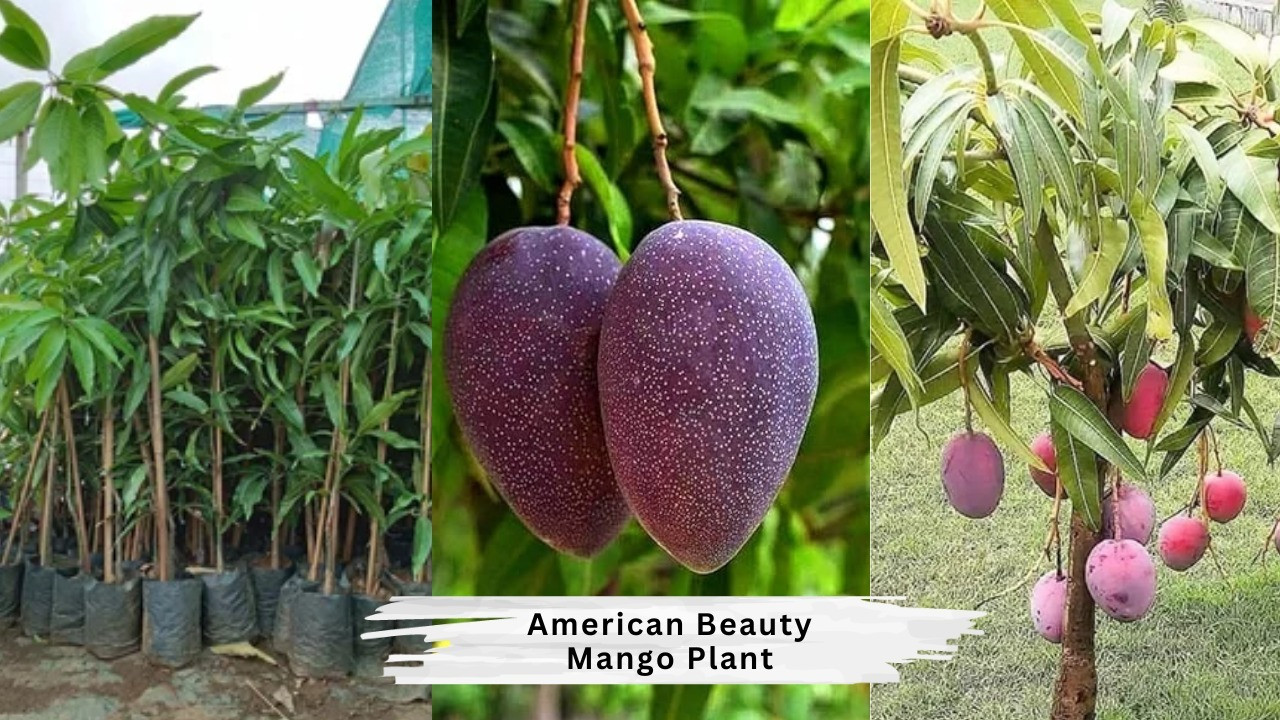 American  Beauty Mango Plant