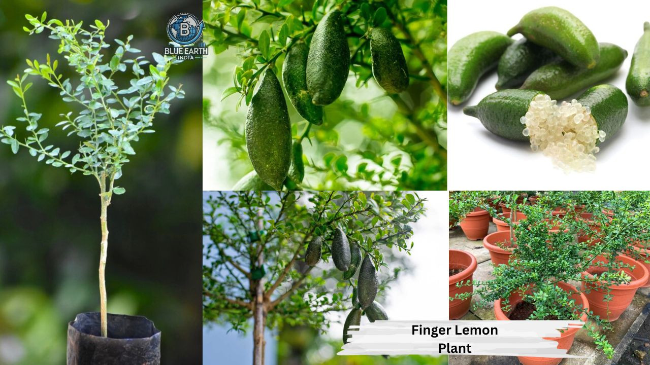 Finger Lemon Plant
