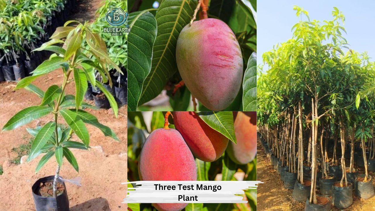 Three Test Mango Plant