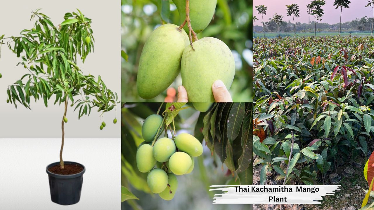 Thai Kachamitha Mango Plant