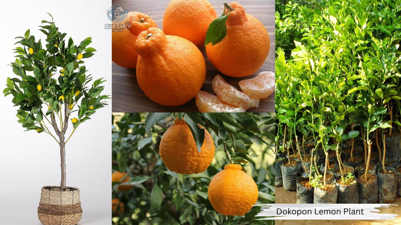 Dokopom Lemon Plant