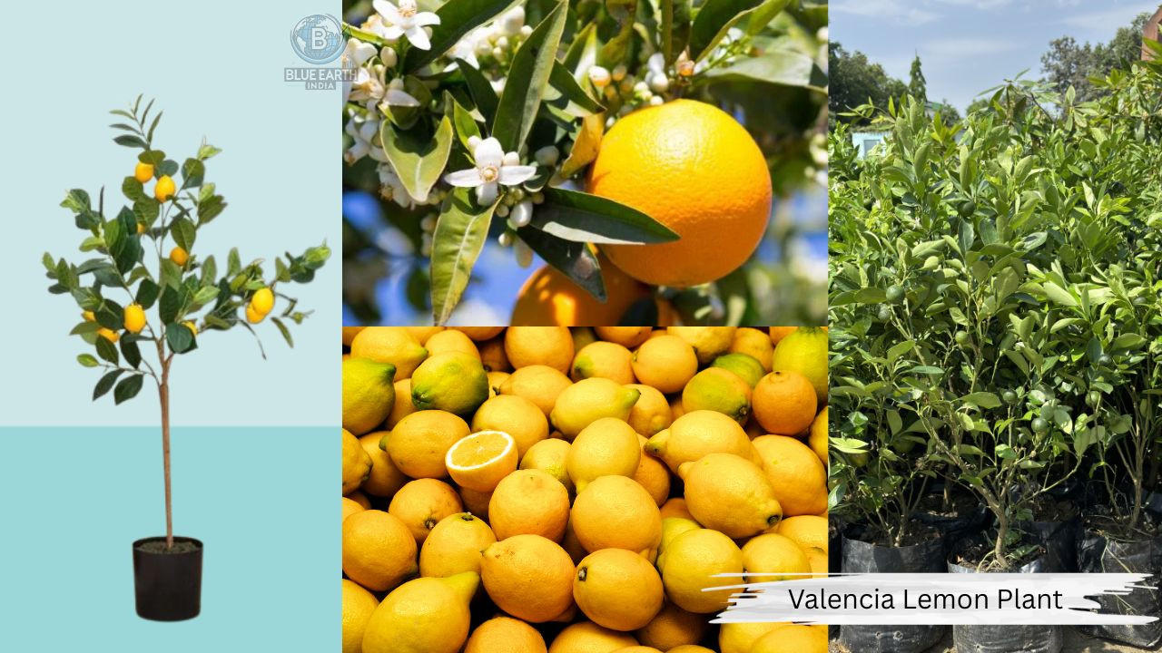 Valencia Orange Lemon Plant