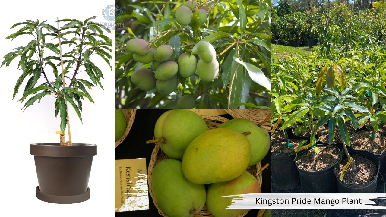 Kingston Pride Mango Plant