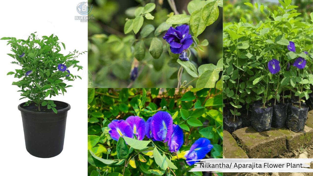 Nilkantha / Aparajita Flower Plant