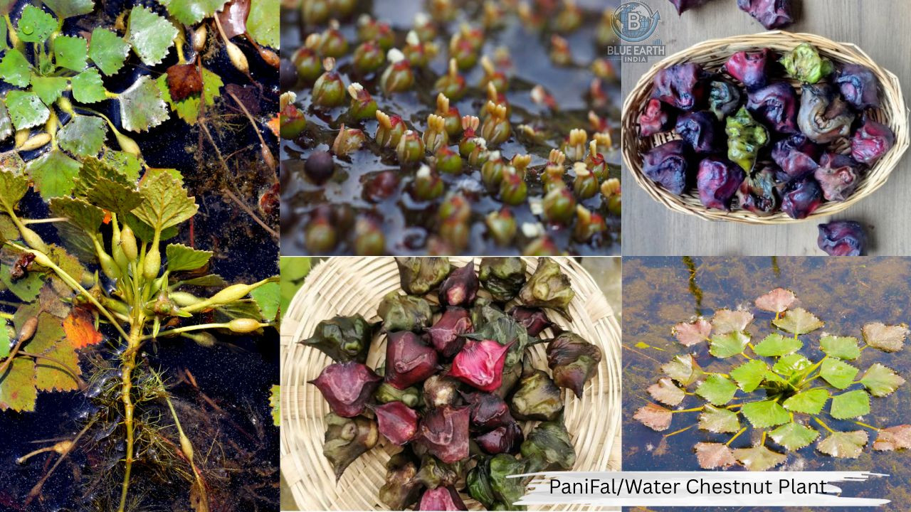 Panifal ( WaterChesnat ) Plant