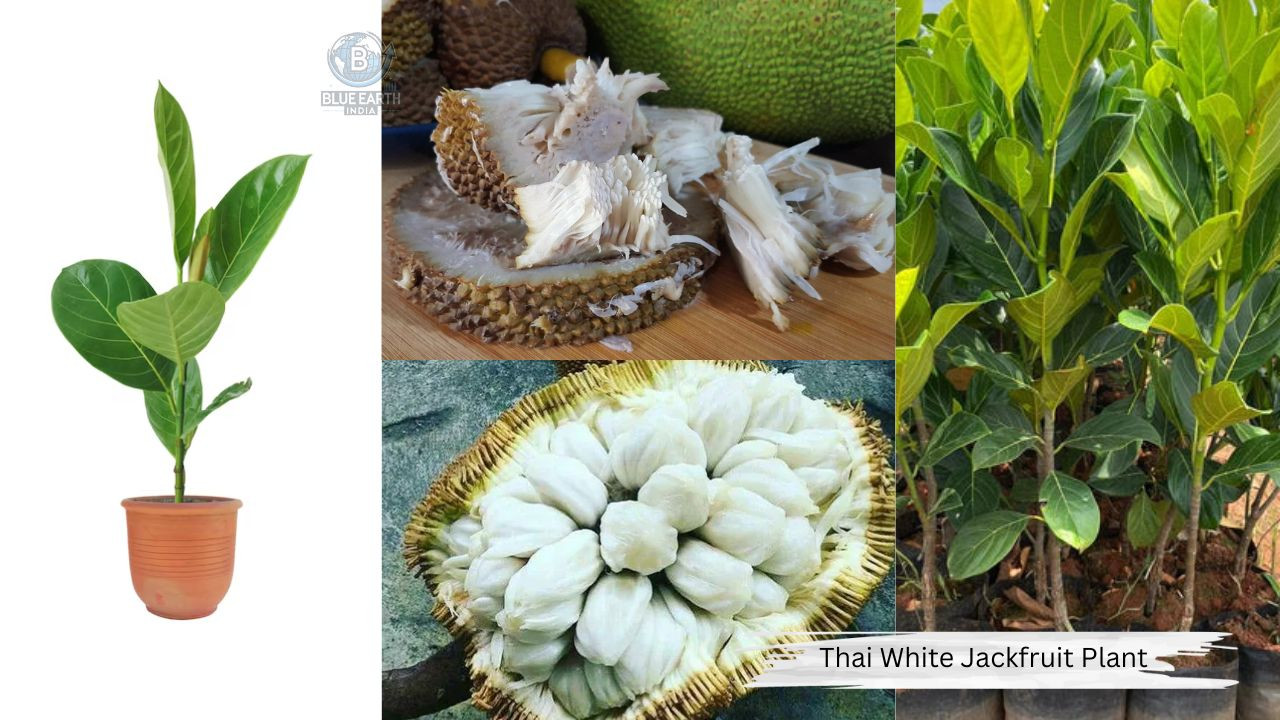 Thai White Jackfruit Plant