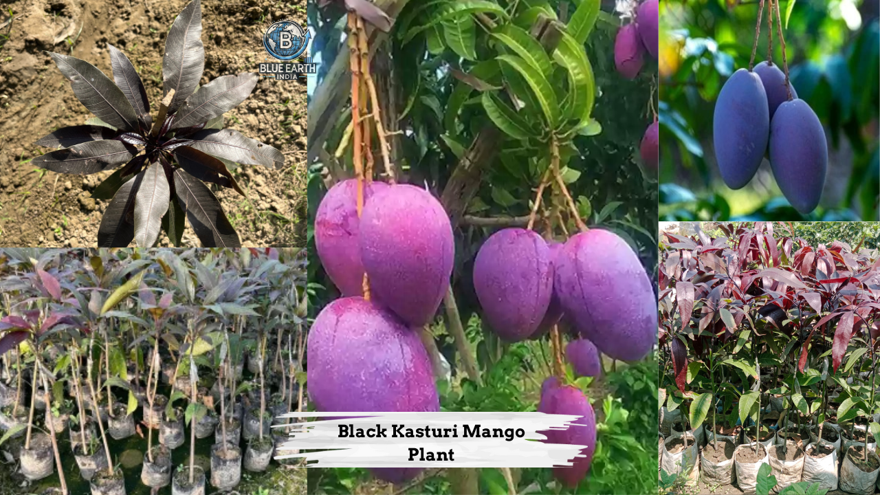 Black Kasturi Mango Plant