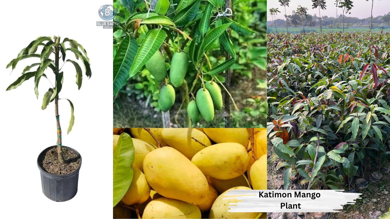Katimon Mango Plant