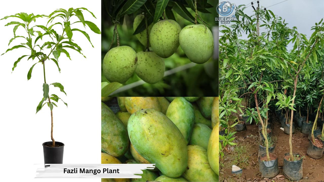 Fazili Mango Plant