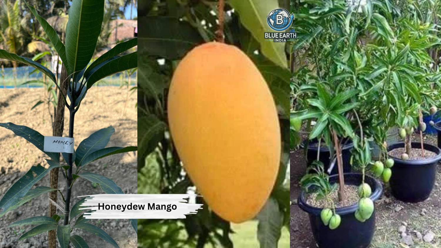 Honeydew Mango Plant