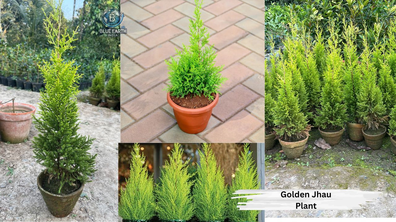 Golden Jhau Plant