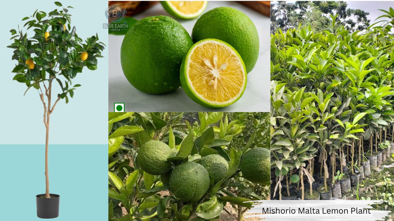 Misorio Malta Lemon Plant