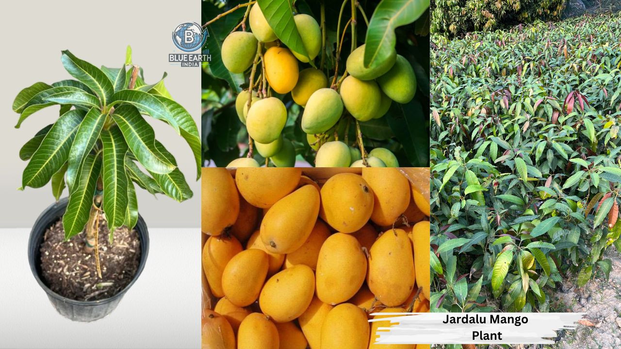 Jardalu Mango Plant