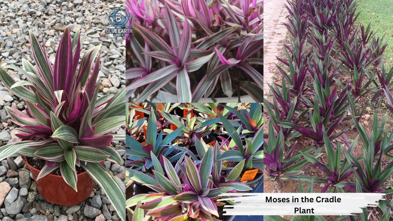 Moses In The Cradle Plant