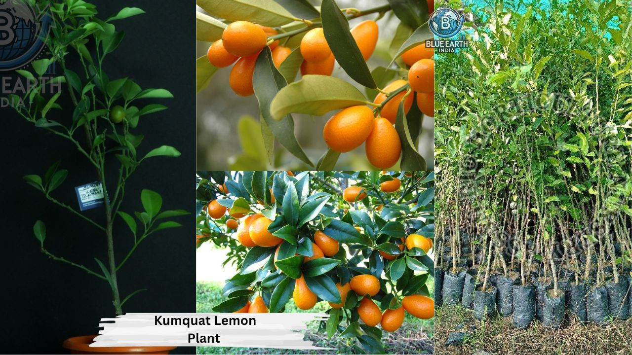 Kumquat Lemon Plant