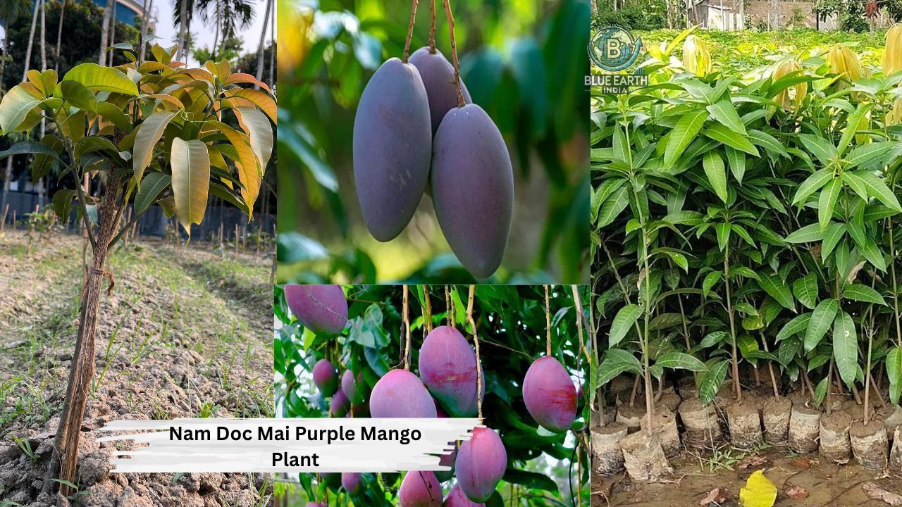 Nam Dok Mai Purple Mango Plant