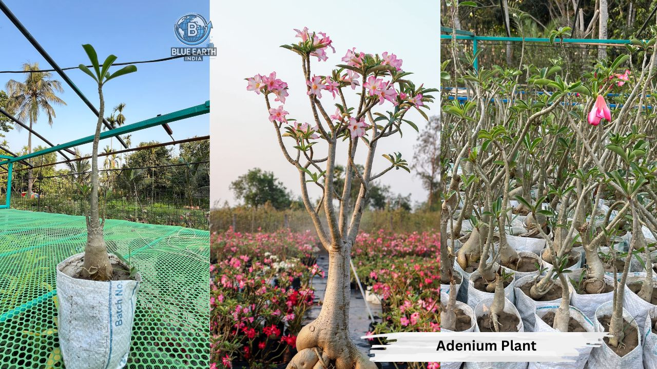 Adenium Plant