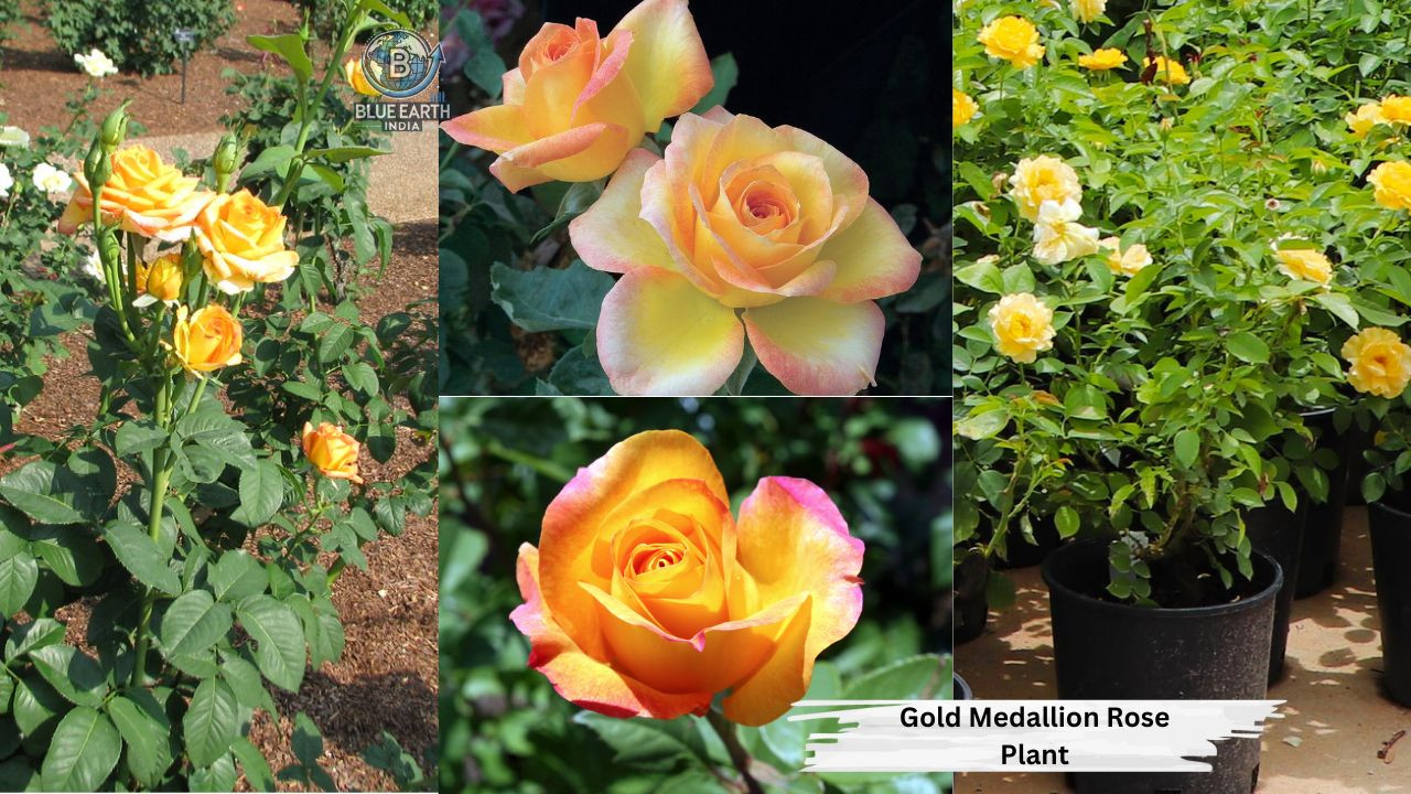 Gold Medallion Rose Plant