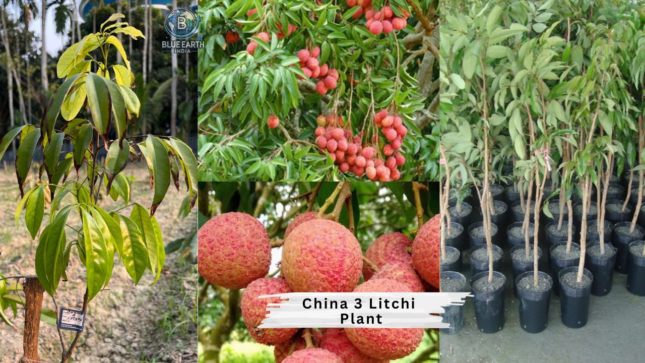 China 3 Lychee Plant