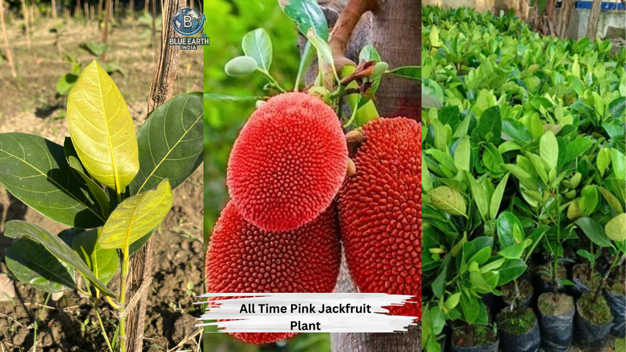 All Time Pink Jackfruit Plant
