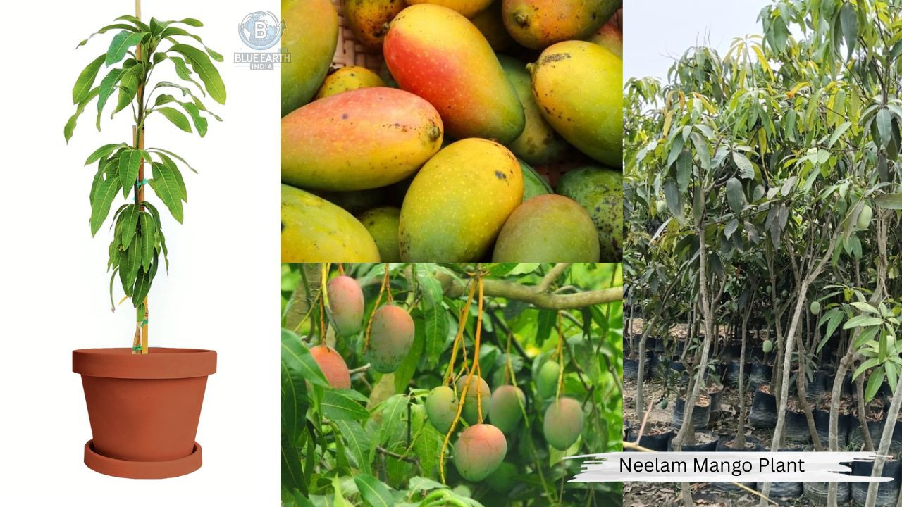 Neelam Mango Plant