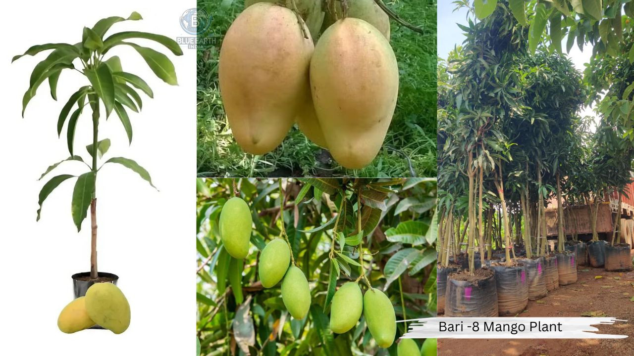 Bari 8 Mango Plant