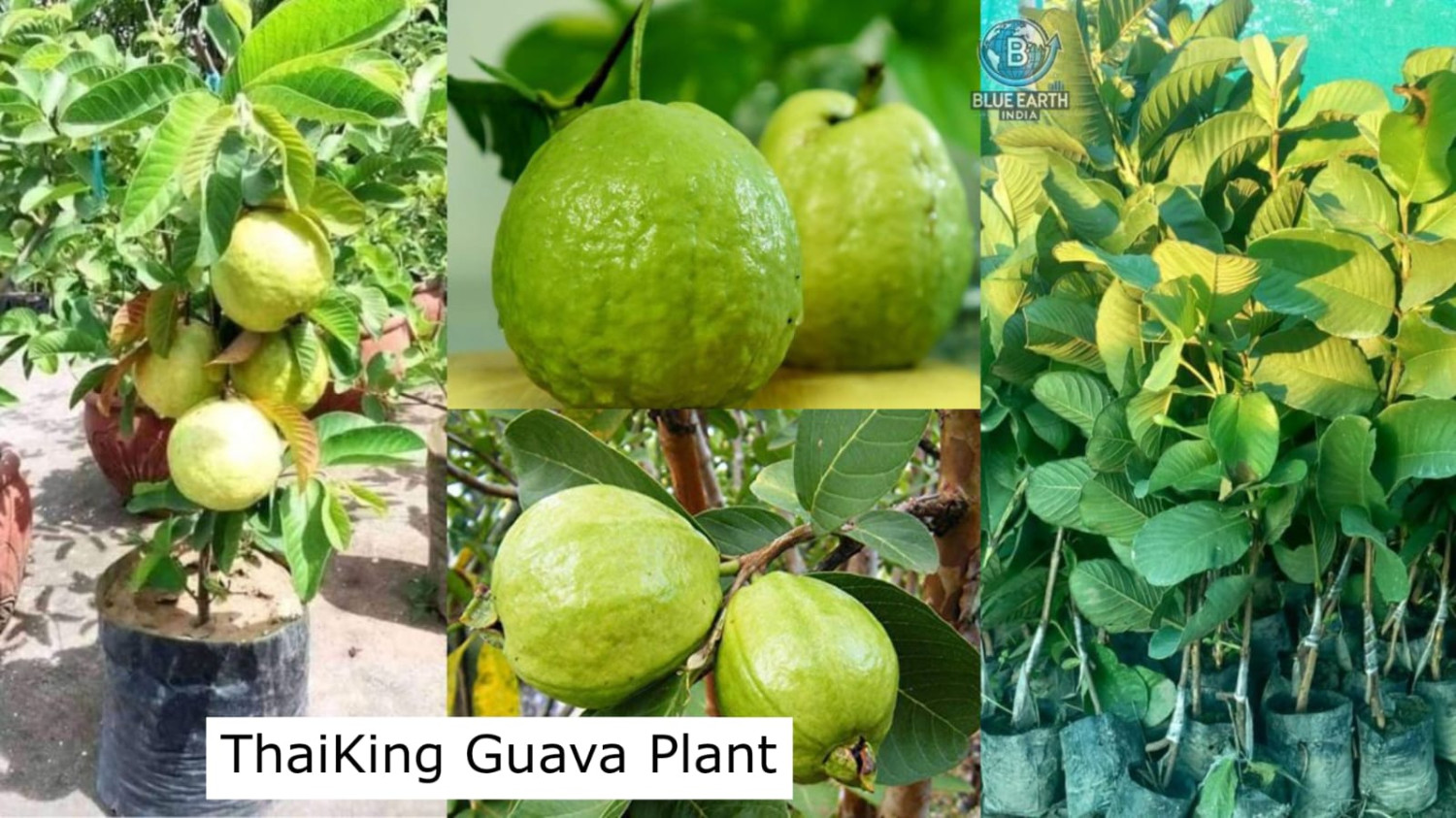 ThaiKing Guava Plant