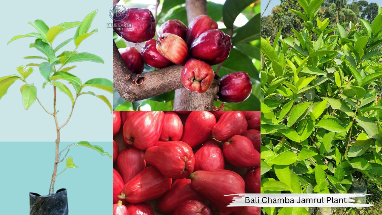 Bali Chamba Jamrul Plant