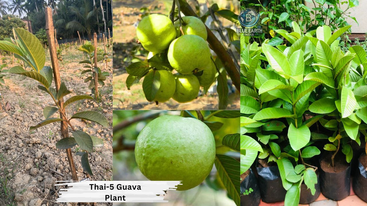 Thai 5 Guava Plant
