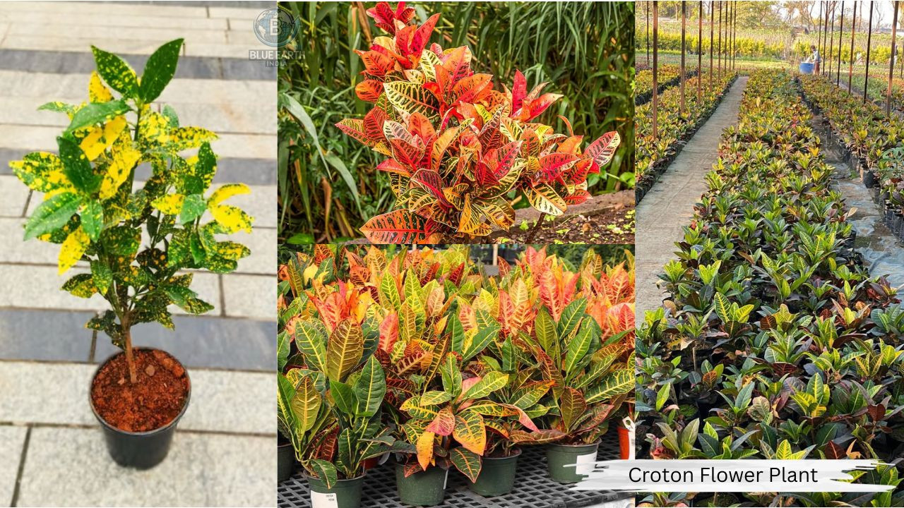 Croton Flower Plant