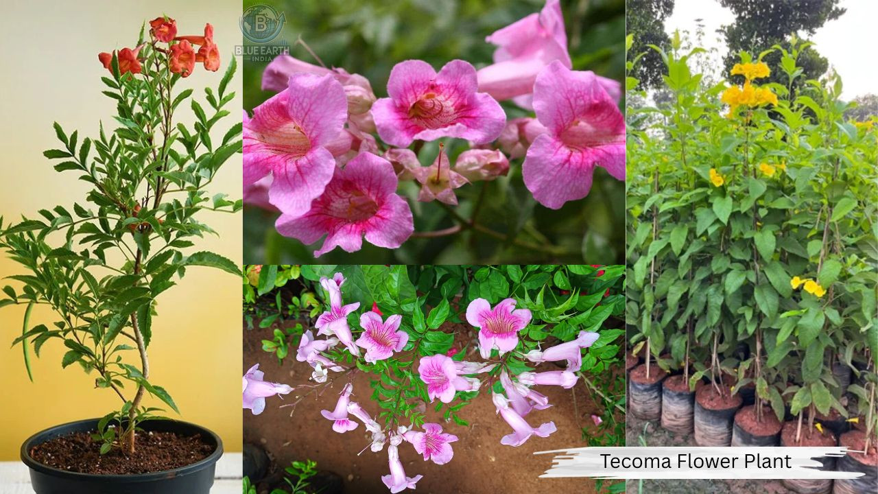 Tecoma Flower Plant