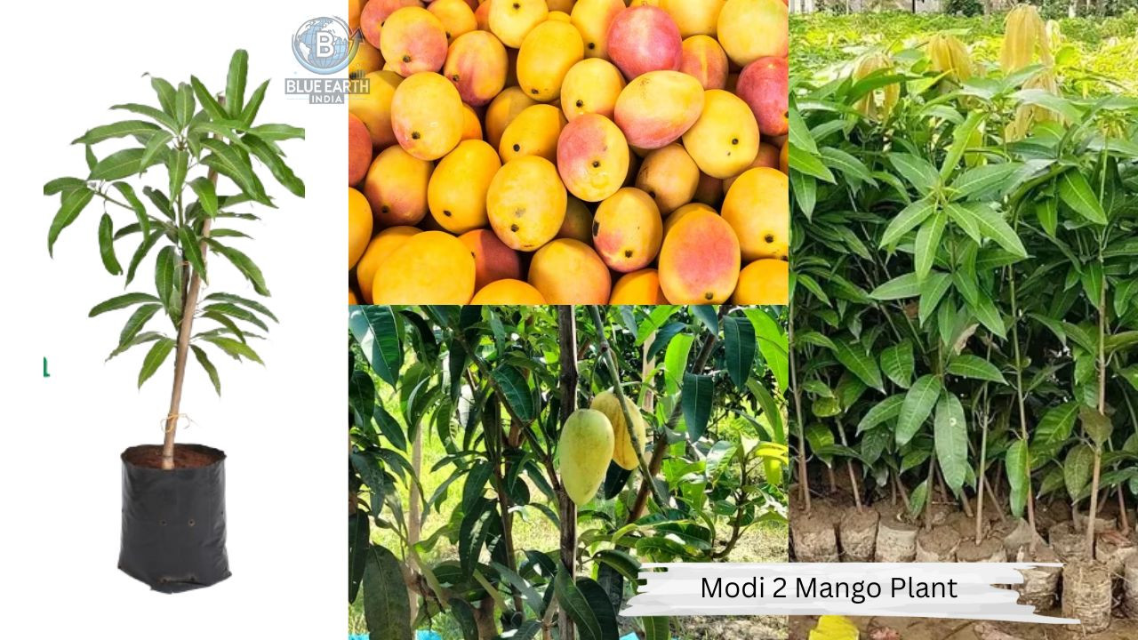 Modi 2 Mango Plant