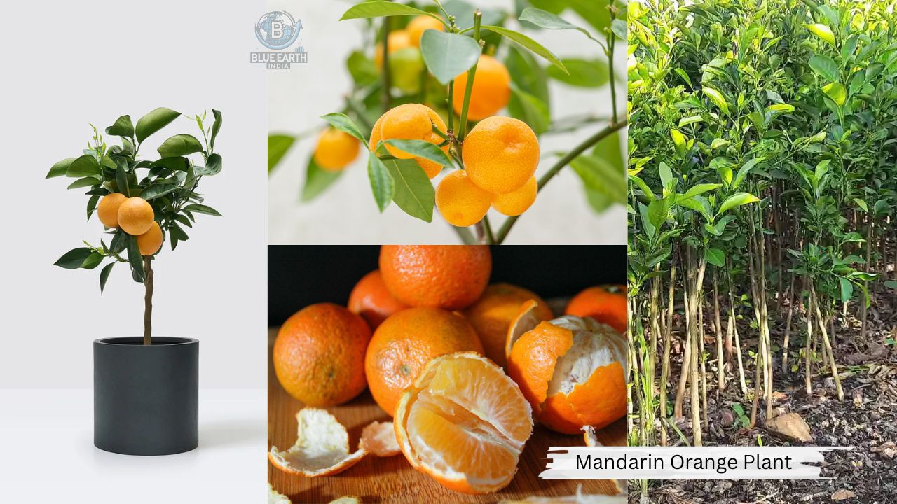 Mandarin Orange Lemon Plant