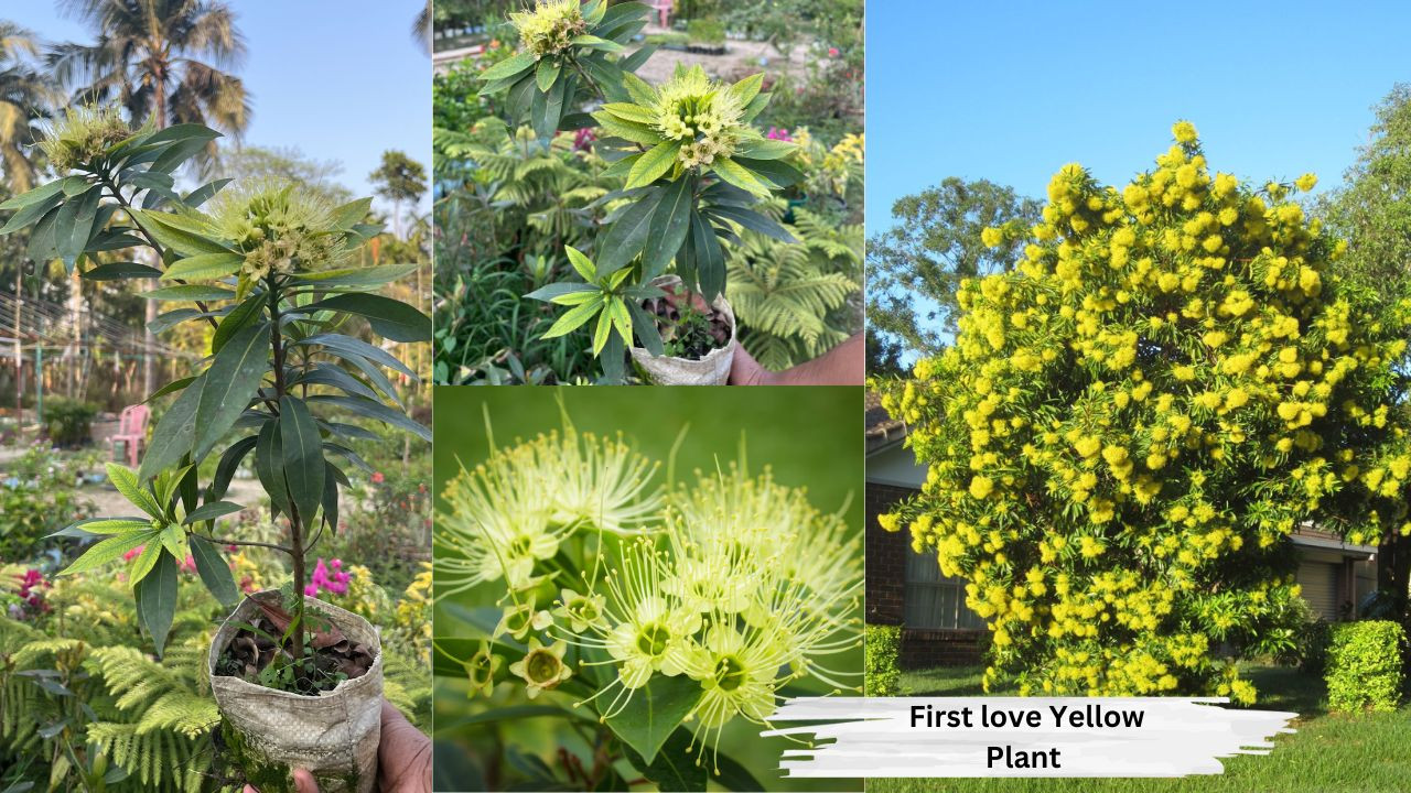 First Love Yellow Plant