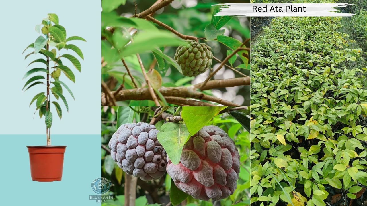 Red Custard (Ata ) Plant